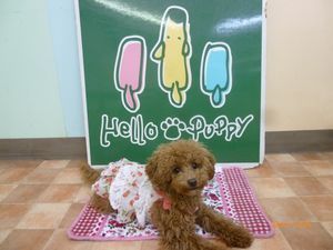 東京都世田谷区のペットホテル ハローパピー - Hello Puppy -の4枚目